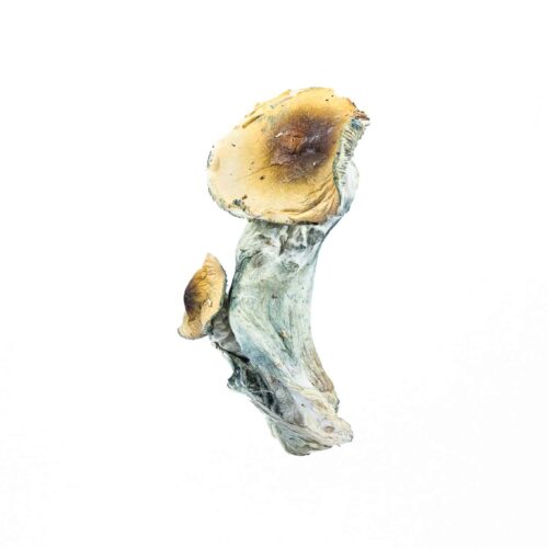 Golden Mammoth Mushroom