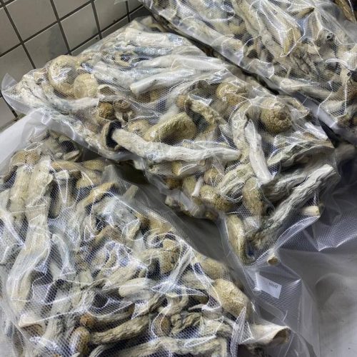 Penis envy mushrooms