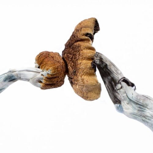 Blue Meanies Mushroom