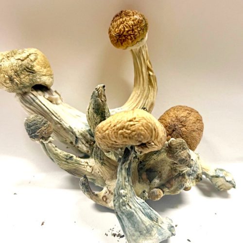 Psilocybin Mushrooms