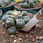 Buy peyote buttons