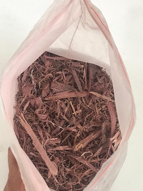 mimosa hostilis for sale
