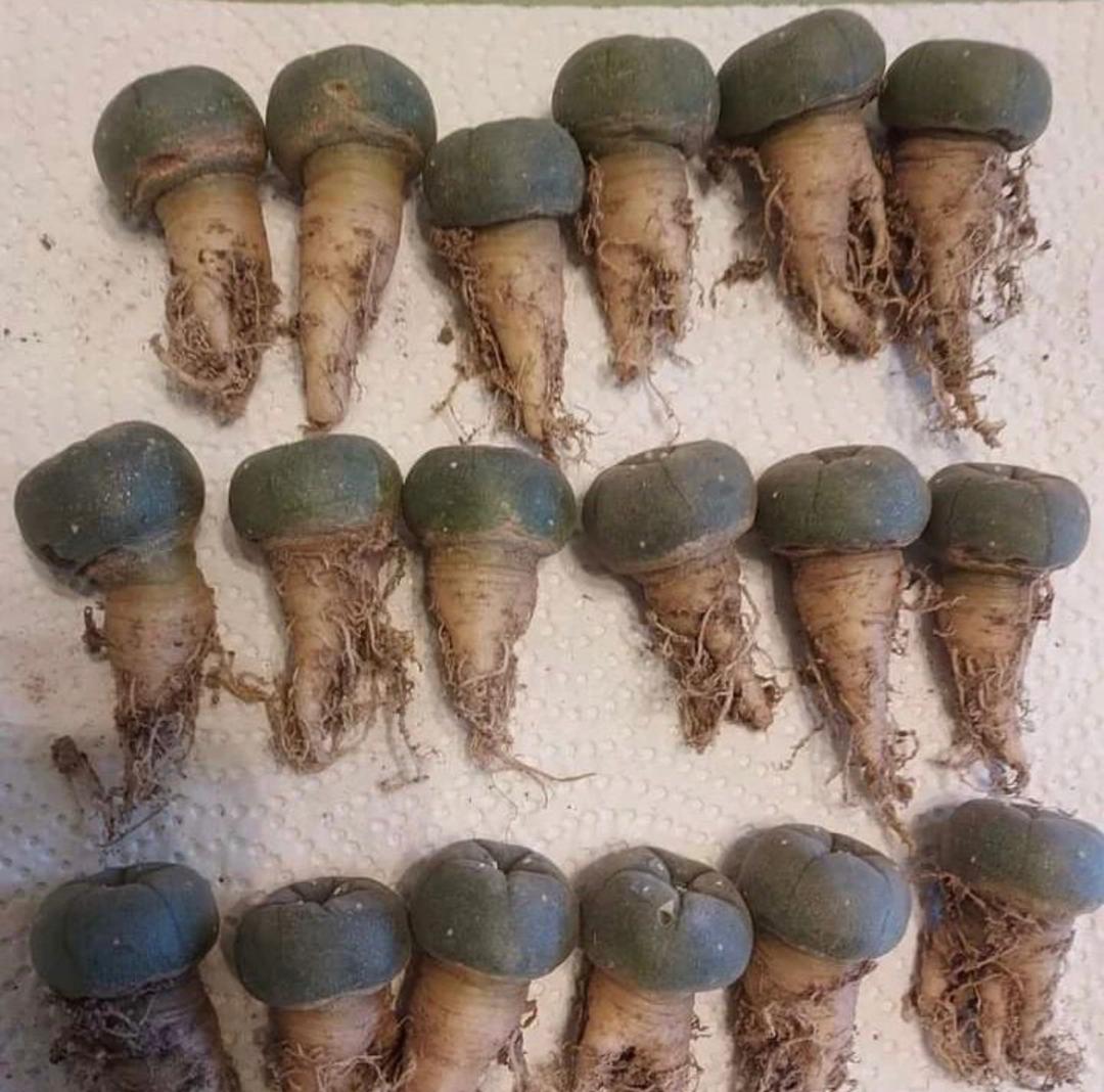 Peyote buttons for sale